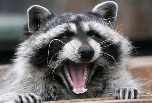Raccoon ruckus on Capitol Hill