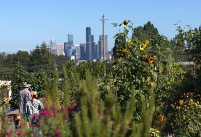 BIPOC-led urban farming efforts plant yesterday's gardens to save tomorrow