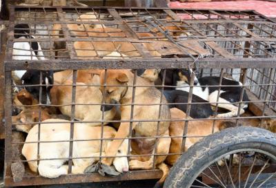 Local activists rescue dogs from international meat trade