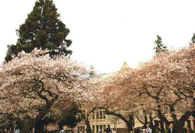 Spring 2023 is abloom with cherry blossoms 