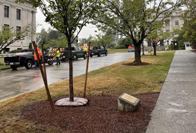Cal Anderson memorial tree removed unannounced, new tree planted