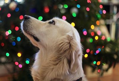 Protect your pets this holiday season