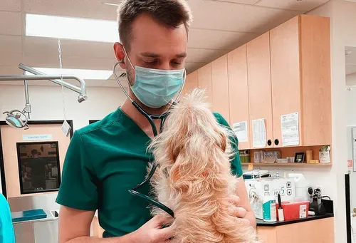 Veterinary clinics are experiencing staffing shortages, but not necessarily for the reasons youd think