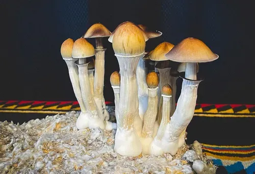 Seattle City Council urges decriminalization of shrooms