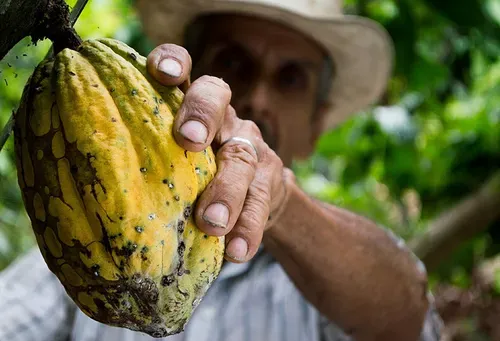 Cocoa: A taste of slavery