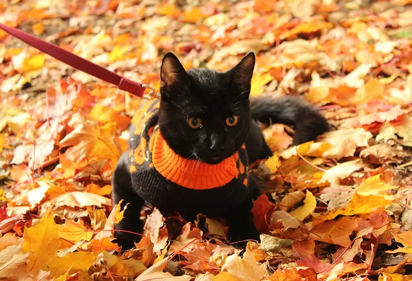 Oliver, in Autumn – Photo by Lindsey Anderson