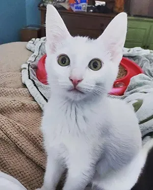 Santa Claws is coming to town: Help cats find their forever home with Friends of the Animals
