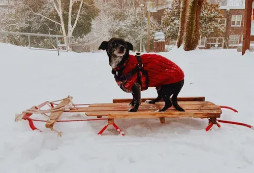 Snow: Brought to you by Seattles growing climate crisis 