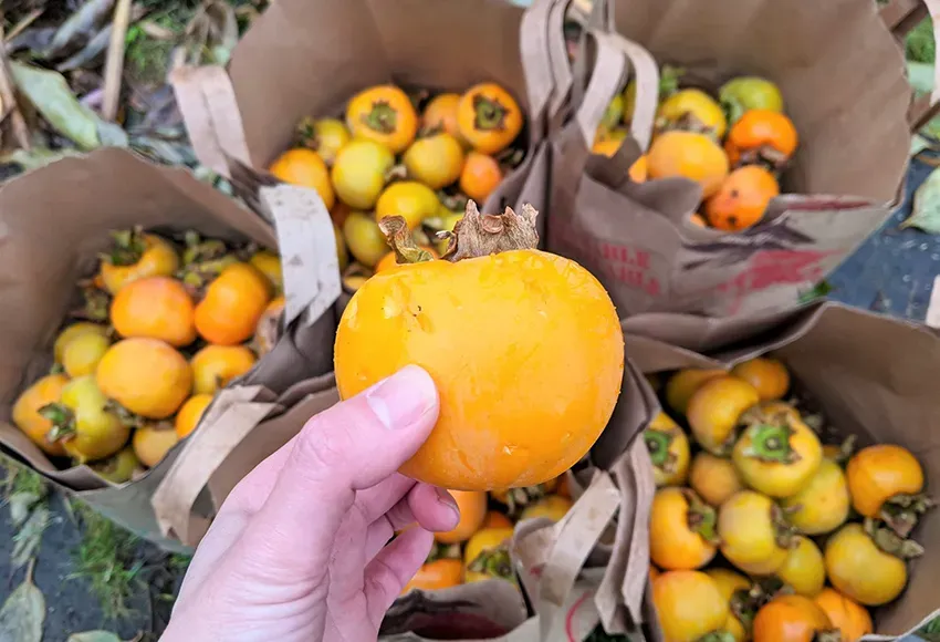 Photo courtesy of City Fruit