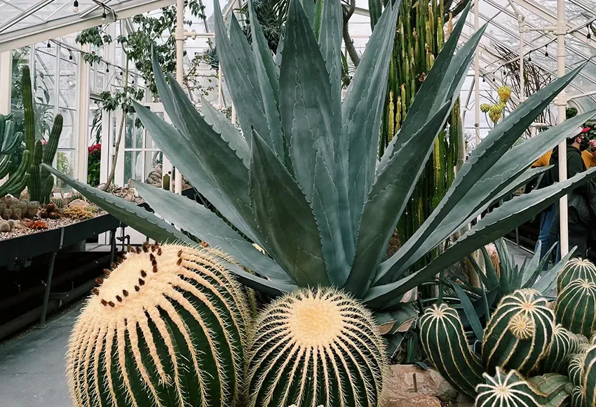 Volunteer Park Conservatory – Photo by Jill