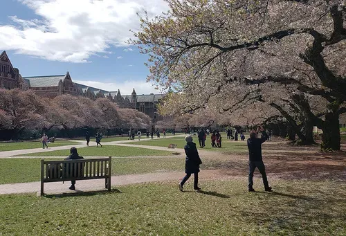 Pink petals everywhere: Cherry blossom season celebrations return