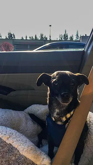 A zoomer gets lost: One brave reporters incredible journey home with only her dog, her wits,        and no cell service