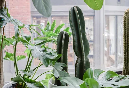 Growers rejoice!: Seattle is a Plant Gays paradise