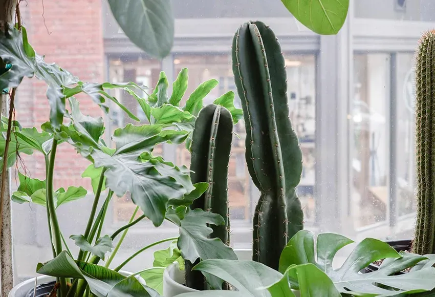 Photo courtesy of The Plant Shop
