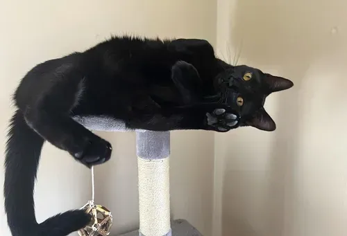 Cat killer at large on Capitol Hill