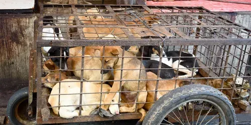 Local activists rescue dogs from international meat trade