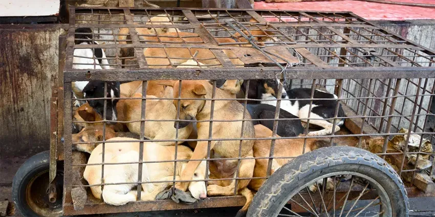 Photo courtesy of Se?N Rescue Sanctuary