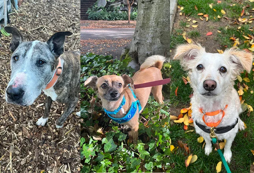 Photos courtesy of Seattle Animal Shelter