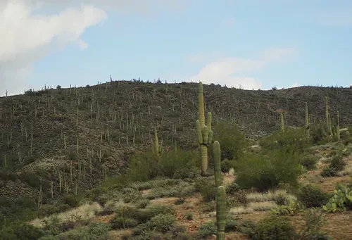 Snowbirding in Phoenix: A Gay guide