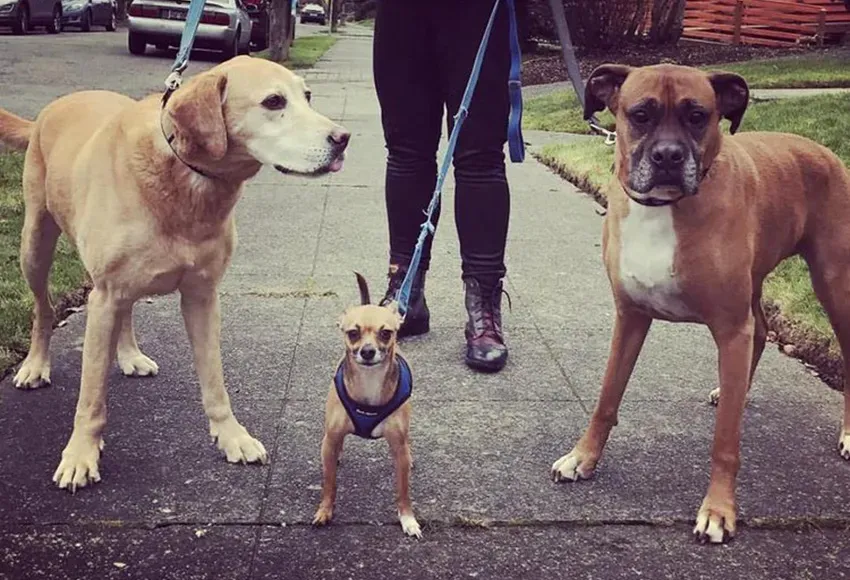 Dog pack – Photo courtesy of the Beastie Girls