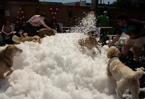 Dog Yard Bar hosts second annual Pride celebration