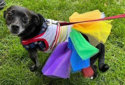 Patricia gets ready for Pride