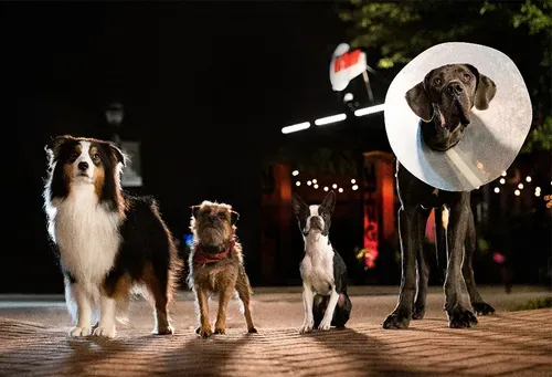 Foul-mouthed Strays unleashes tail-wagging hilarity