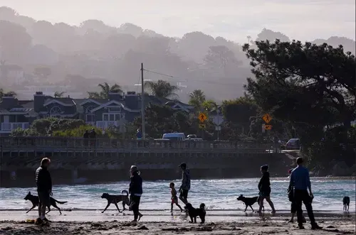 Mystery dog illness sweeps the nation