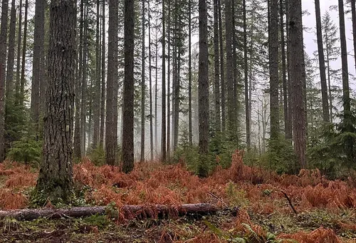 Winter trekking through Oregons Trail of Ten Falls