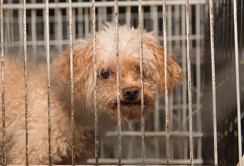 Humane Society of the United States
