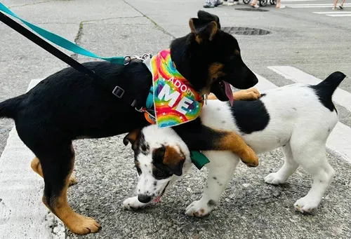 Resilient Hearts Animal Rescue: Fostering dogs – and community