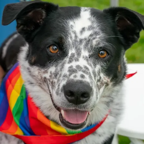 Bellevue Paws & Pride Dog Walk (May 31)
